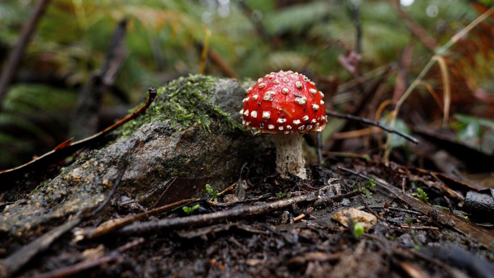 Temperaturas al alza en casi todo el país