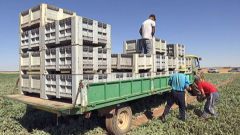 Agrosfera - 26/10/19             