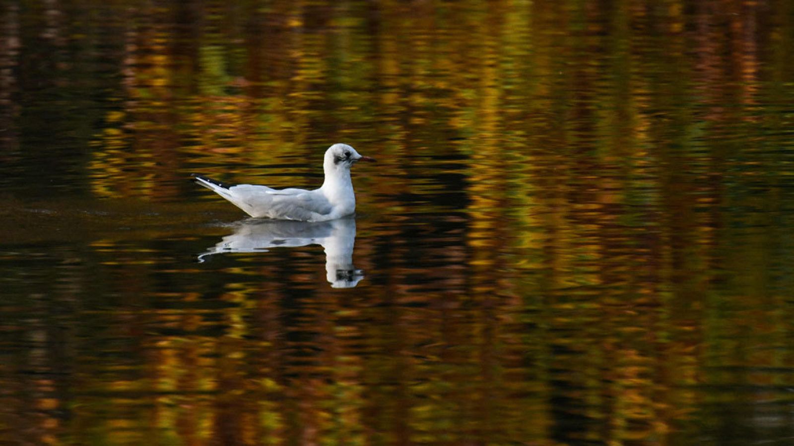 Predominio de cielo poco nuboso, salvo en el extremo occidental