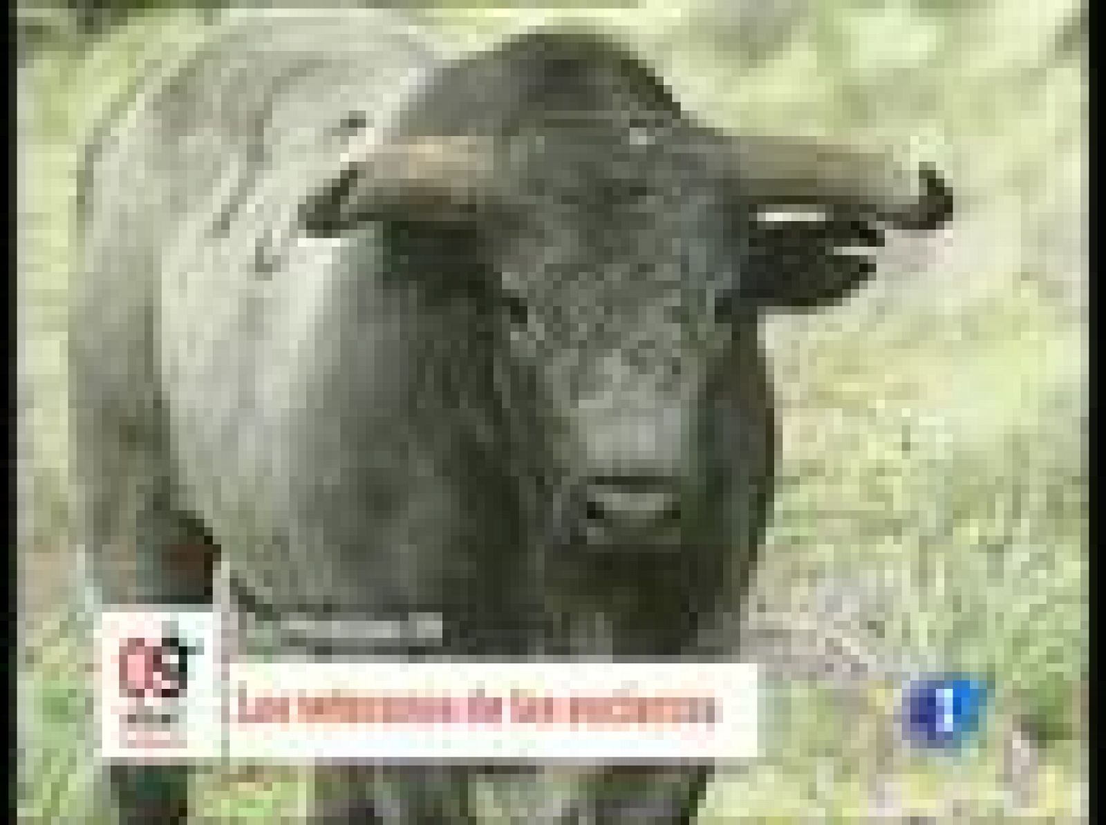 Los miura, una ganadería legendaria | Ver