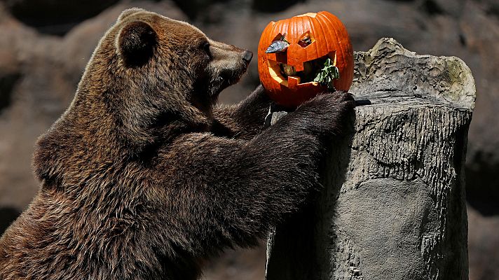 Modo Digital - Los animales celebran Halloween