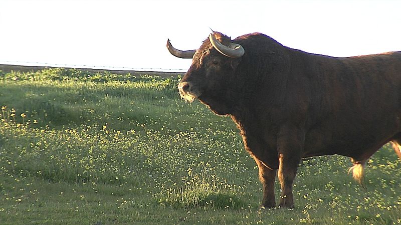 Tendido Cero - 02/11/19