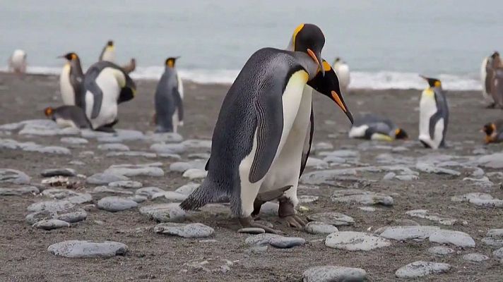 ¡Qué animal! - Seductores