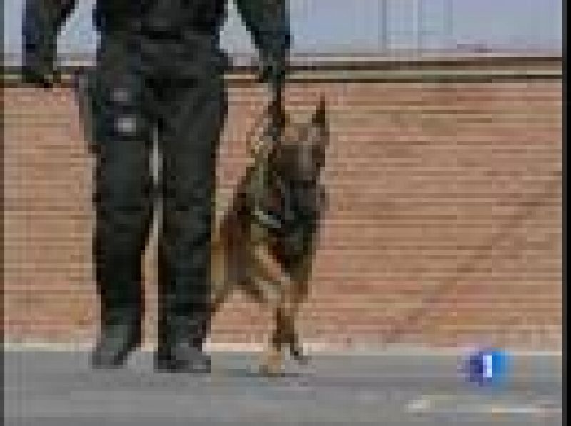 Una nueva ayuda para los GEOS; perros adiestrados para localizar y neutralizar delincuentes