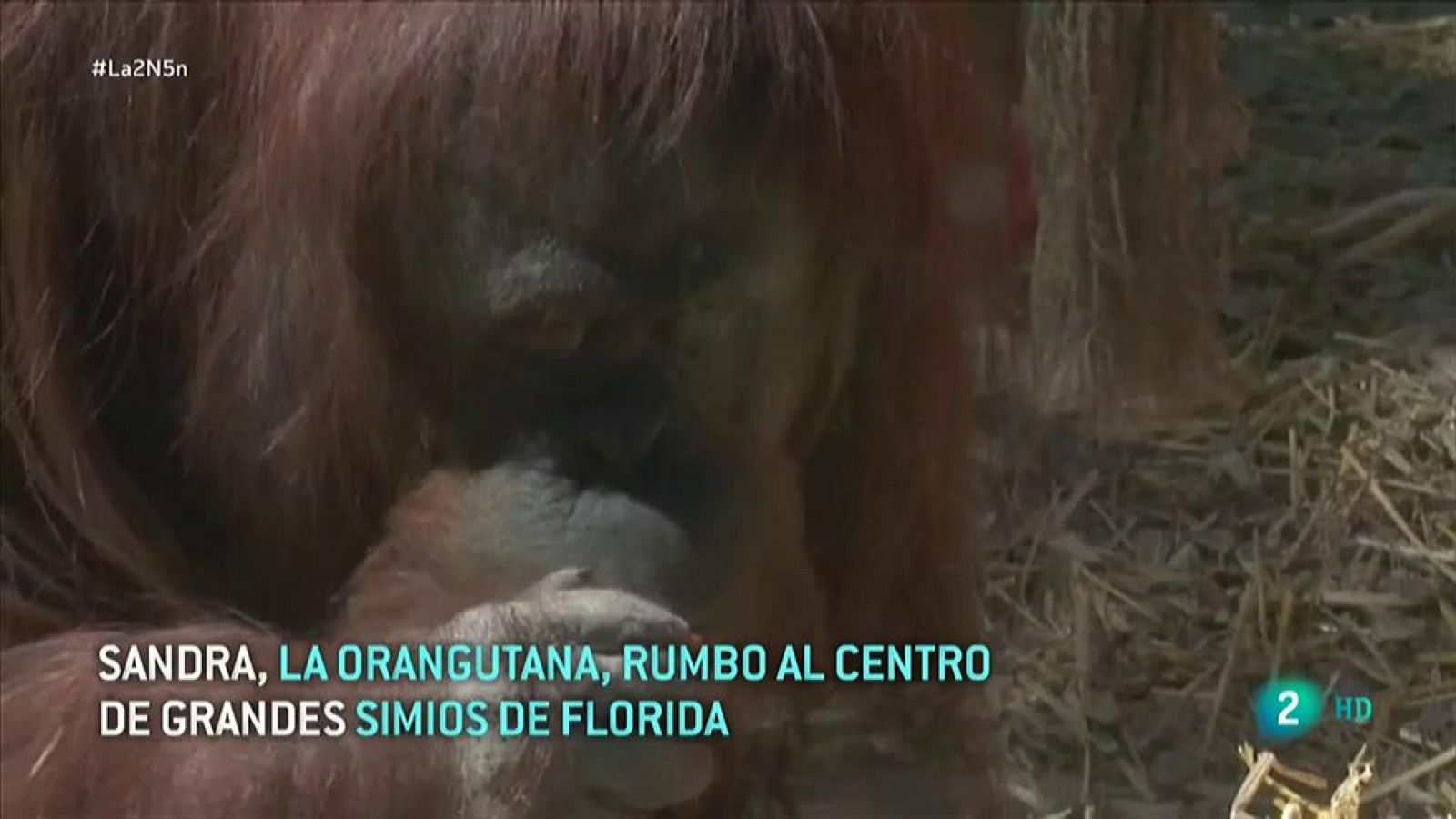 Sandra, la orangutana "persona", rumbo al centro de grandes simios de Florida