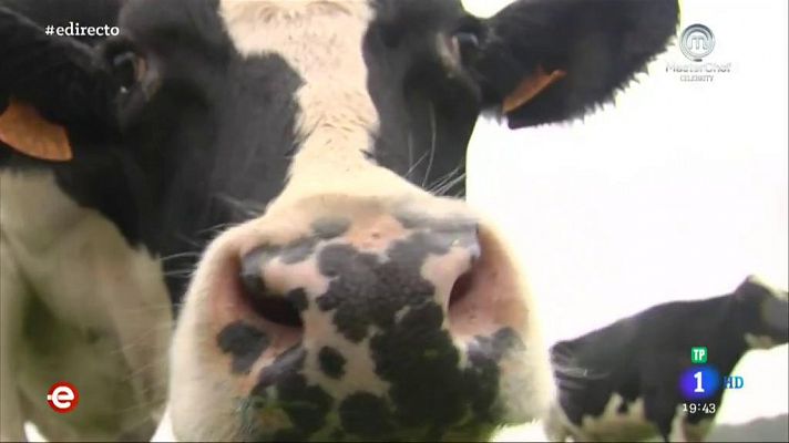 España Directo - Vacas Felices