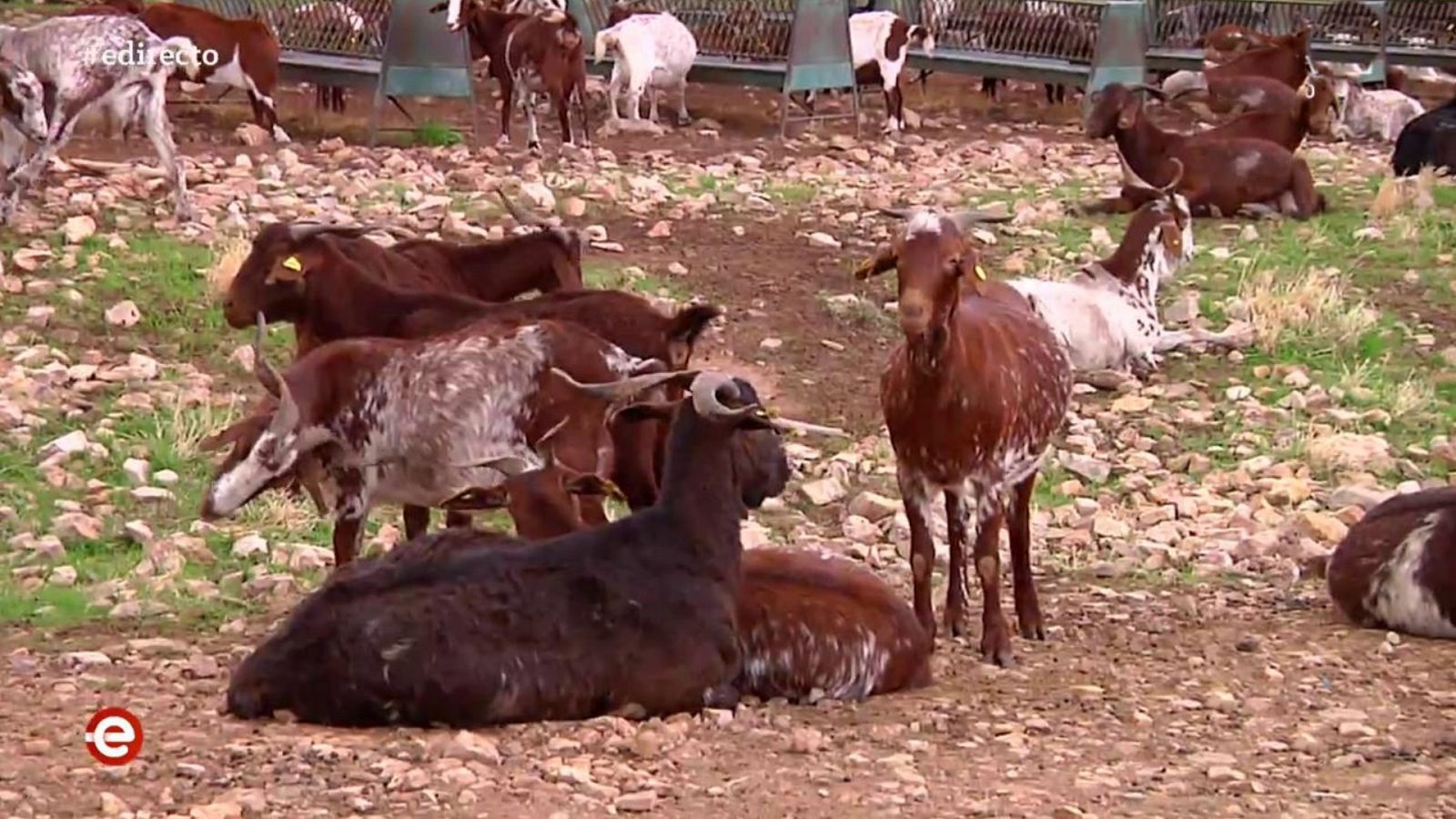 España Directo - 07/11/19 - ver ahora