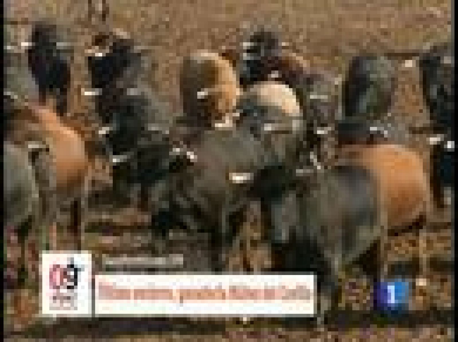 La ganadería Núñez del Cuvillo, a fondo