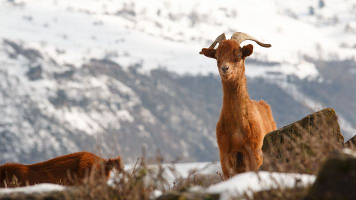 El tiempo - Nevadas significativas en los sistemas montañosos del norte peninsular
