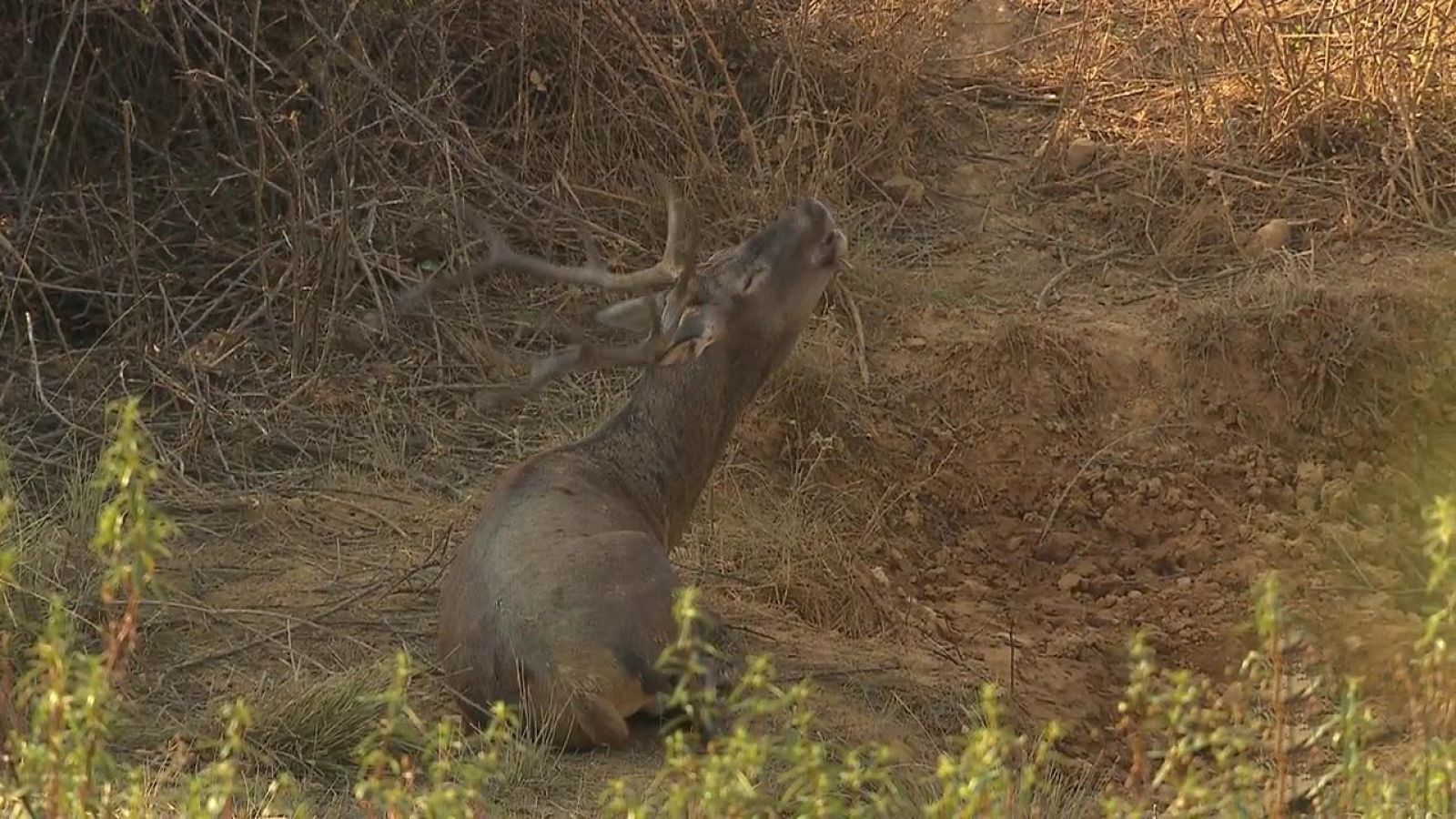 Jara y sedal - Gestión en berrea - ver ahora