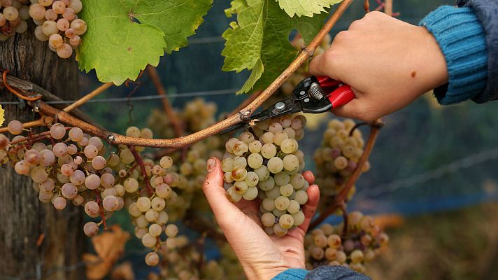 El enoturismo, una nueva forma de conocer los viñedos y las bodegas de vino 