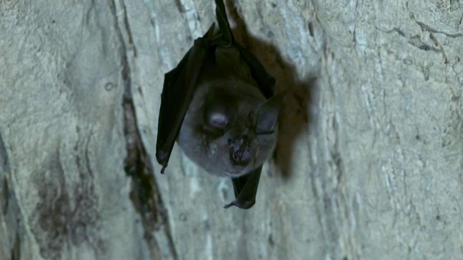 ¡Qué animal! - Nocturnos - ver ahora