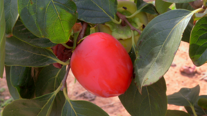 Visitamos la huerta de Amadeo para ver madurar los melocotones y los caquis | Ver
