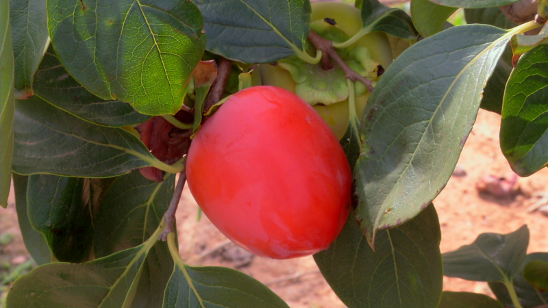 Aqu la tierra - Visitamos la huerta de Amadeo para ver madurar los melocotones y los caquis