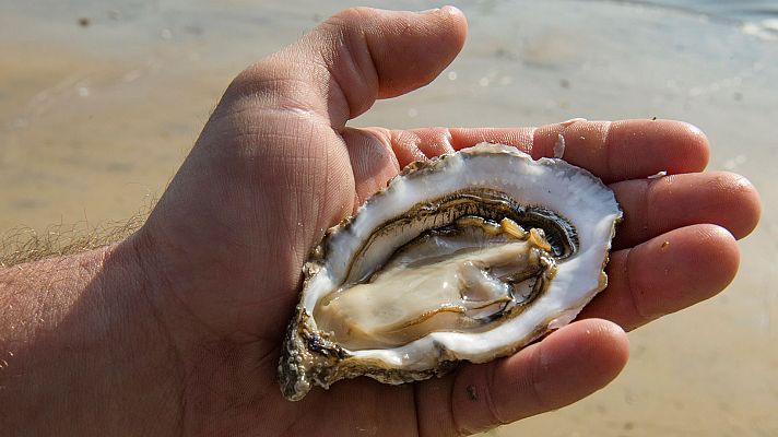 Hong Kong se suma a la agricultura oceánica para combatir el cambio climático