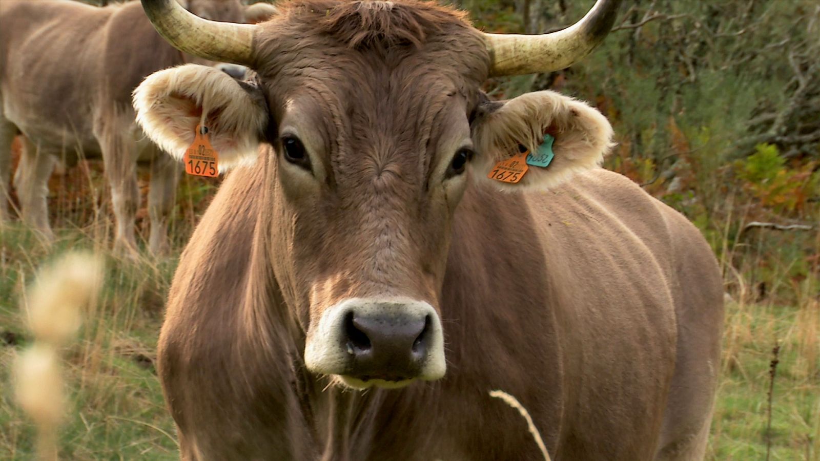 Los bueyes de los Valles del Esla - Aquí la Tierra | Ver