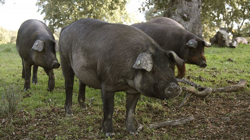 El sector del cerdo ibérico, pendiente de las lluvias