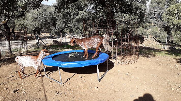 España Directo - Una granja 5 estrellas para cabras