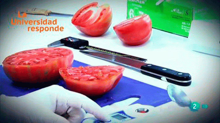 La aventura del Saber - ¿Qué propiedades tiene el tomate rosa de Barbastro?