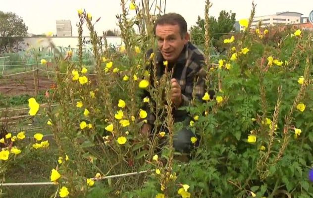 Aquí la Tierra - El tesoro de la onagra
