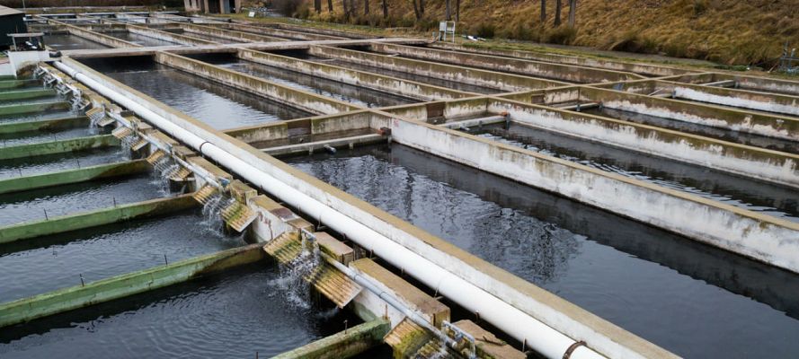 ¿Cómo es el pescado criado en piscifactorías?