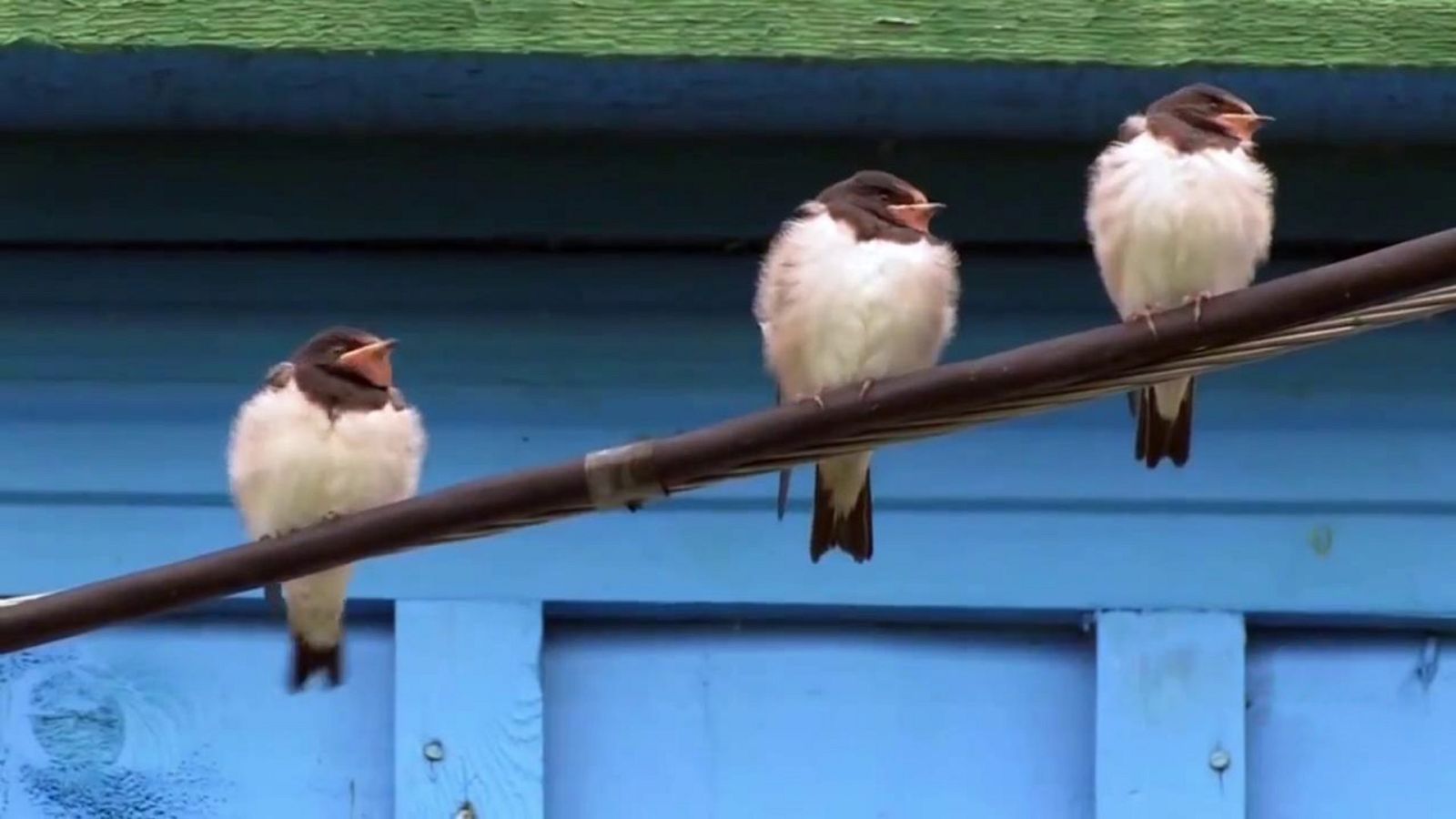 El escarabajo verde - Aves desahuciadas - ver ahora