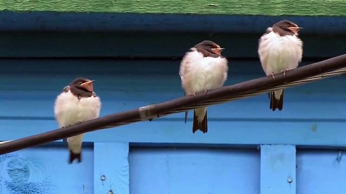 El escarabajo verde - Aves desahuciadas