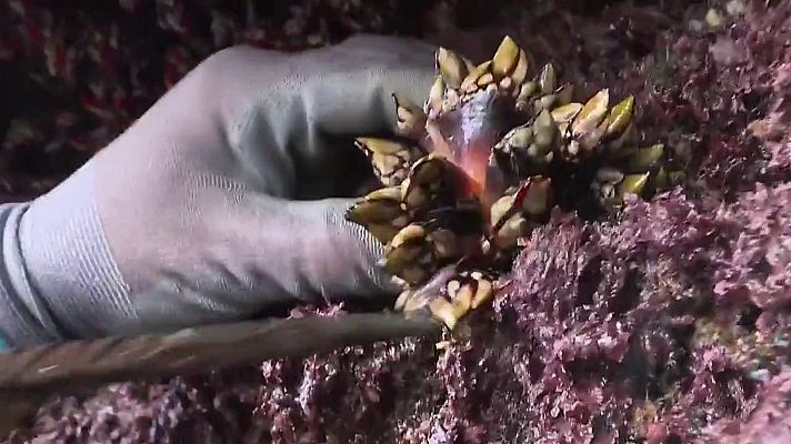 Jara y sedal - De roca en roca