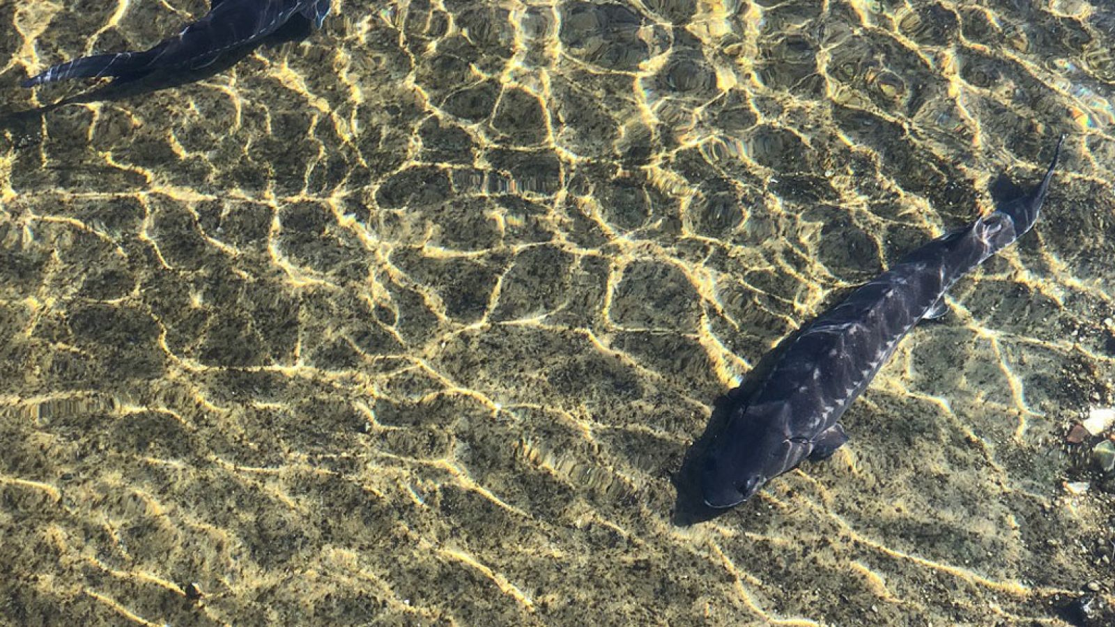 ¡Qué animal! - Fósiles vivientes - ver ahora