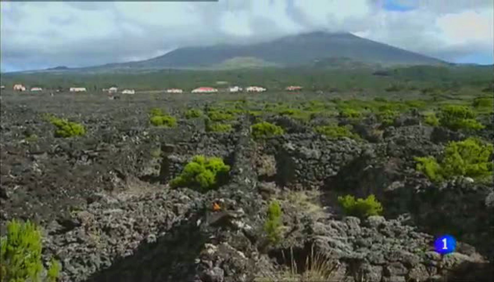 Aulaga - Criaçao Velha - Vinhas do Pico - Azores