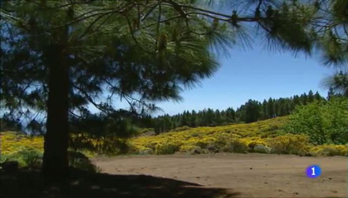 Aulaga. Senderos del Atlántico - La Calderilla - Santa Lucía de Tirajana - Gran Canaria