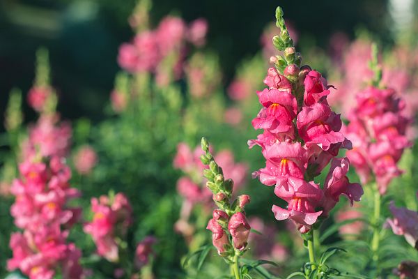 Estas flores son para comérselas