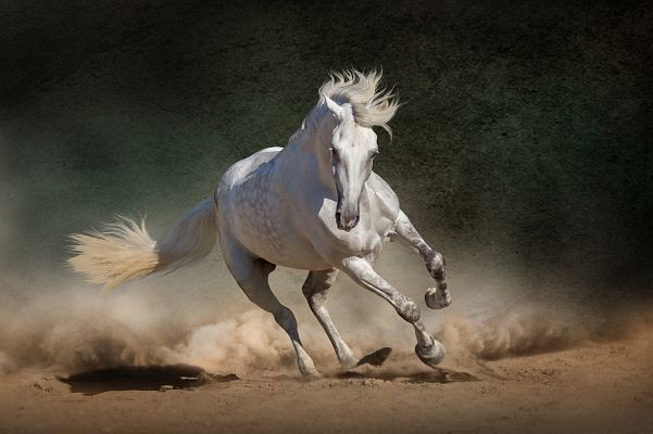 Salón Internacional del Caballo de Pura Raza