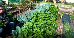 Aquí la tierra - Te enseñamos como son las plantas de mostaza