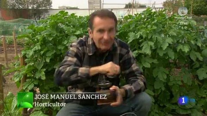 Aquí la Tierra - Te enseñamos como son las plantas de mostaza