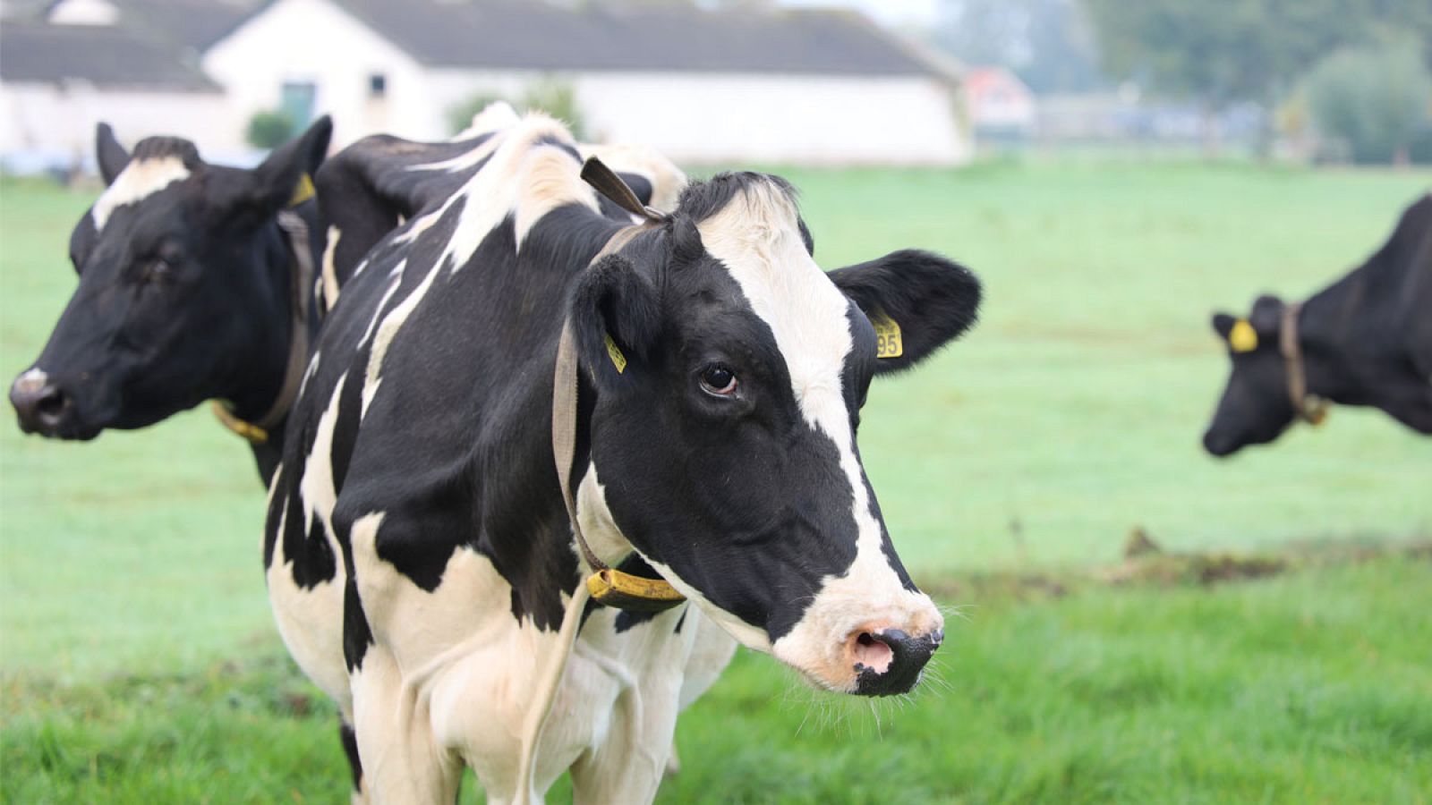 Un proyecto piloto para digitalizar el pastoreo apuesta por la geolocalización de las vacas