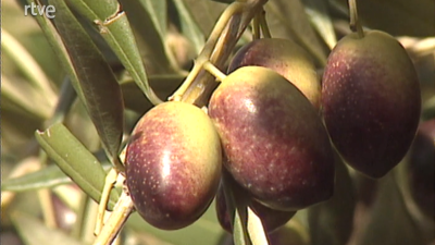 Aceite de Baena y jamón de Huelva