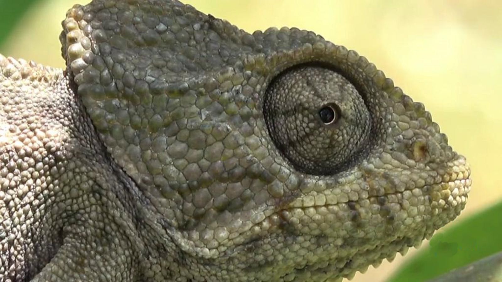 ¡Qué animal! - Visión - ver ahora