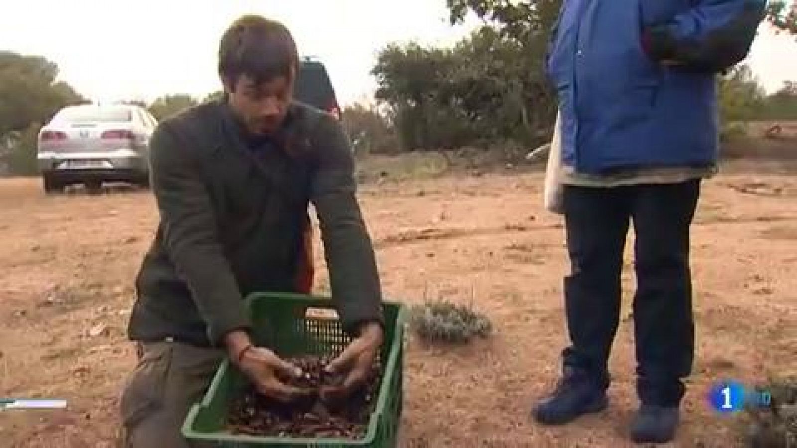 La Gran Bellotada contra el cambio climático - RTVE.es