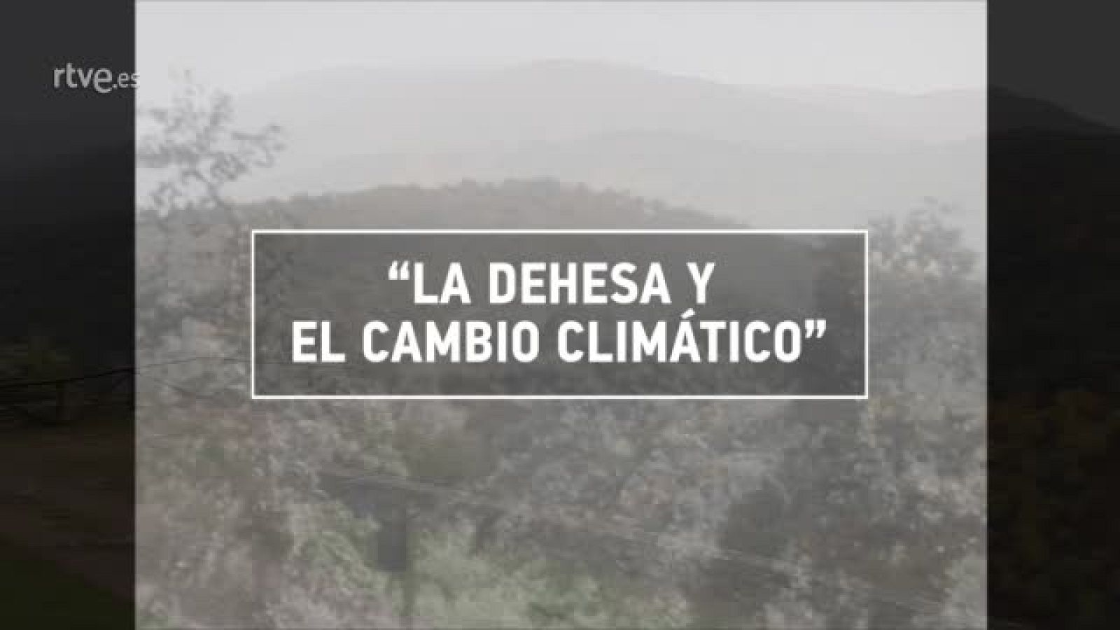 Encinas y alcornoques bajo presión | Ver