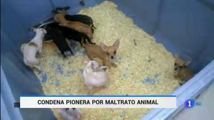 Telediario 1 - Primera condena en España por maltrato animal para los propietarios de una tienda de mascotas