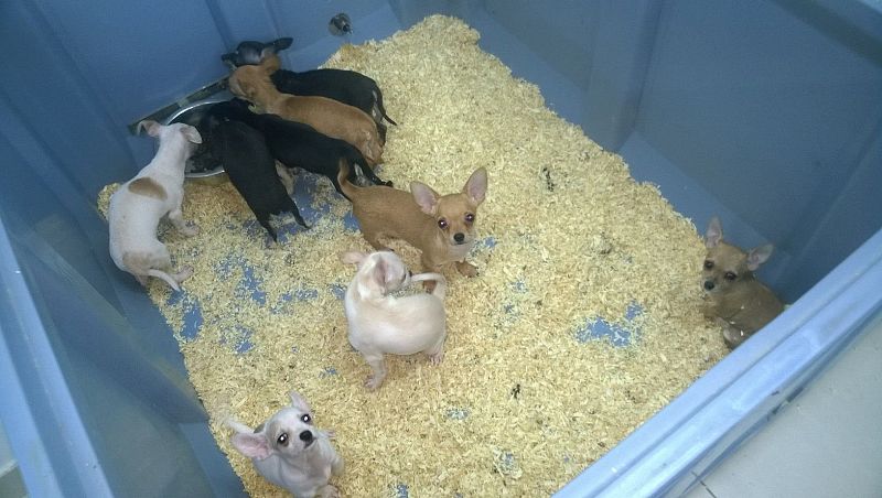 Primera condena en España por maltrato animal para los propietarios de una tienda de mascotas