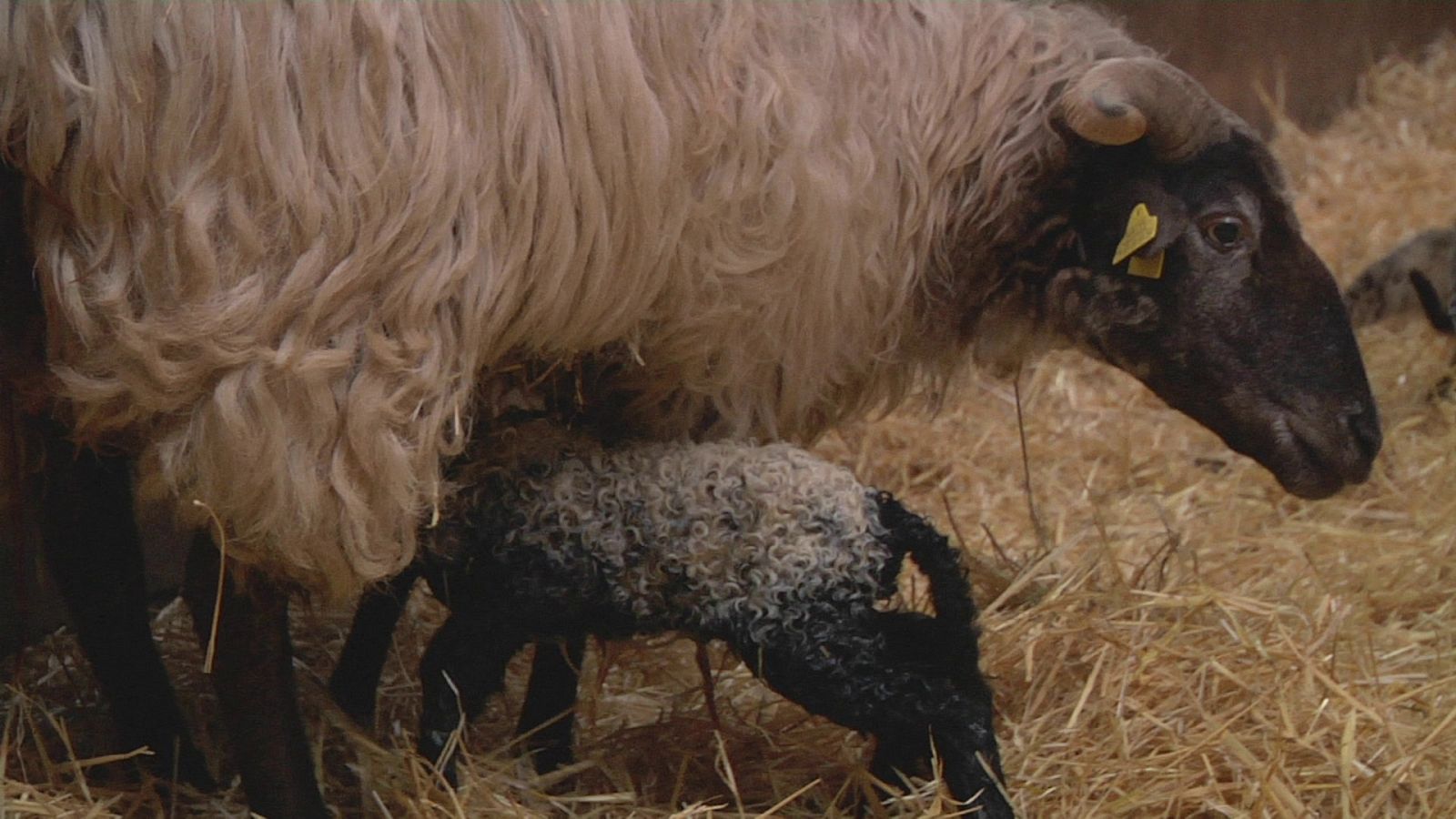 Conocemos a una pequeña oveja latxa que acaba de nacer - Aquí la Tierra | Ver