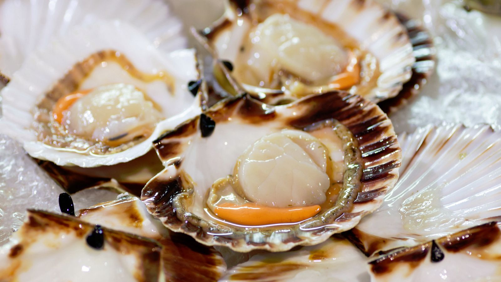 Vieiras de excelente calidad pero un poco más pequeñas de lo habitual. Así ha empezado en Galicia la campaña de este marisco, uno de los más demandados en las mesas navideñas.