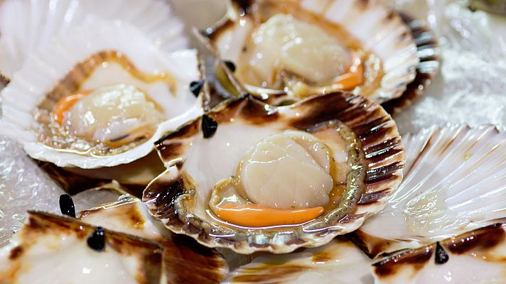 Telediario 1 - Comienza la campaña navideña de la vieira en Galicia