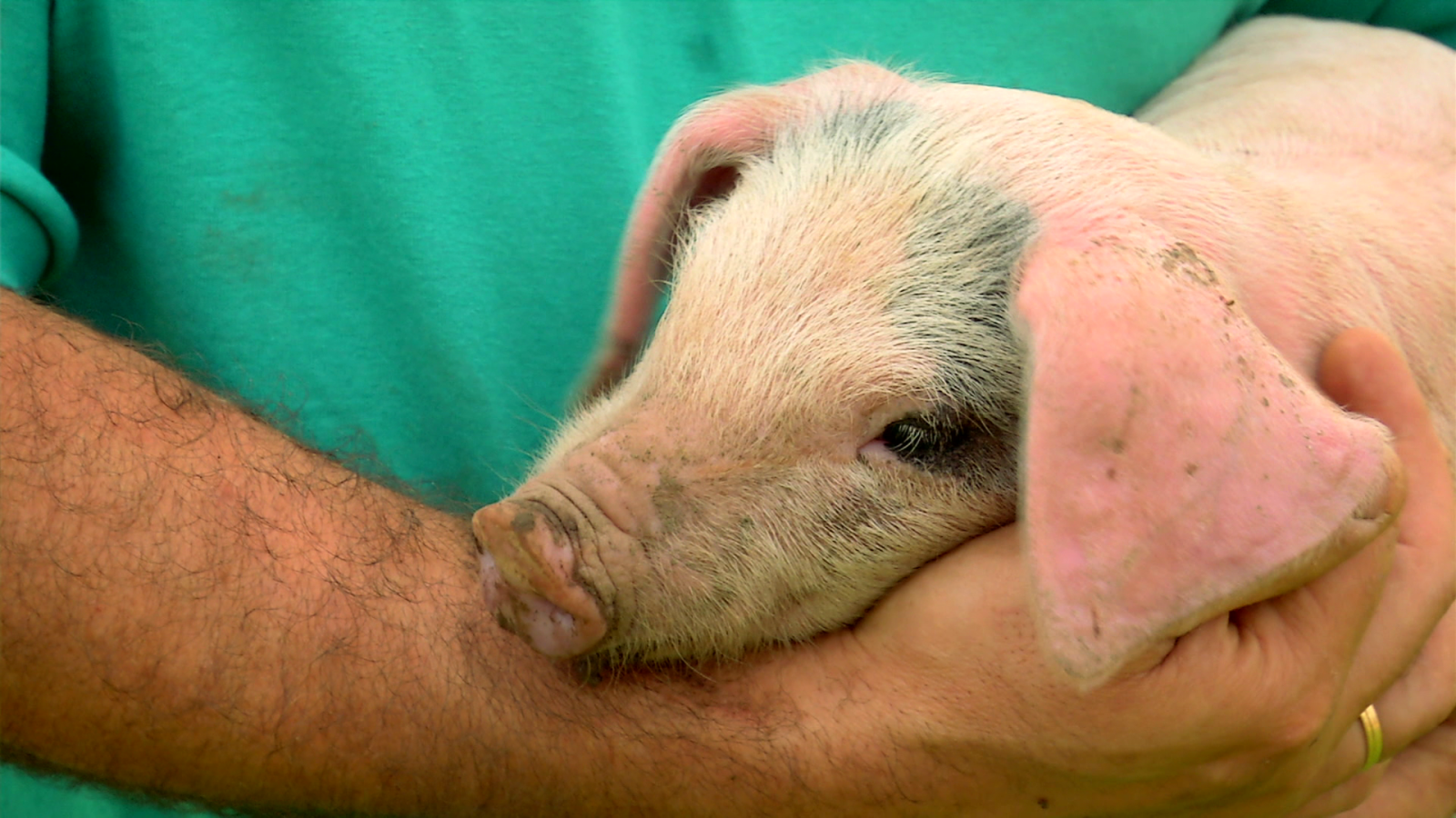 Conocemos el oficio del porquero - Aquí la Tierra | Ver