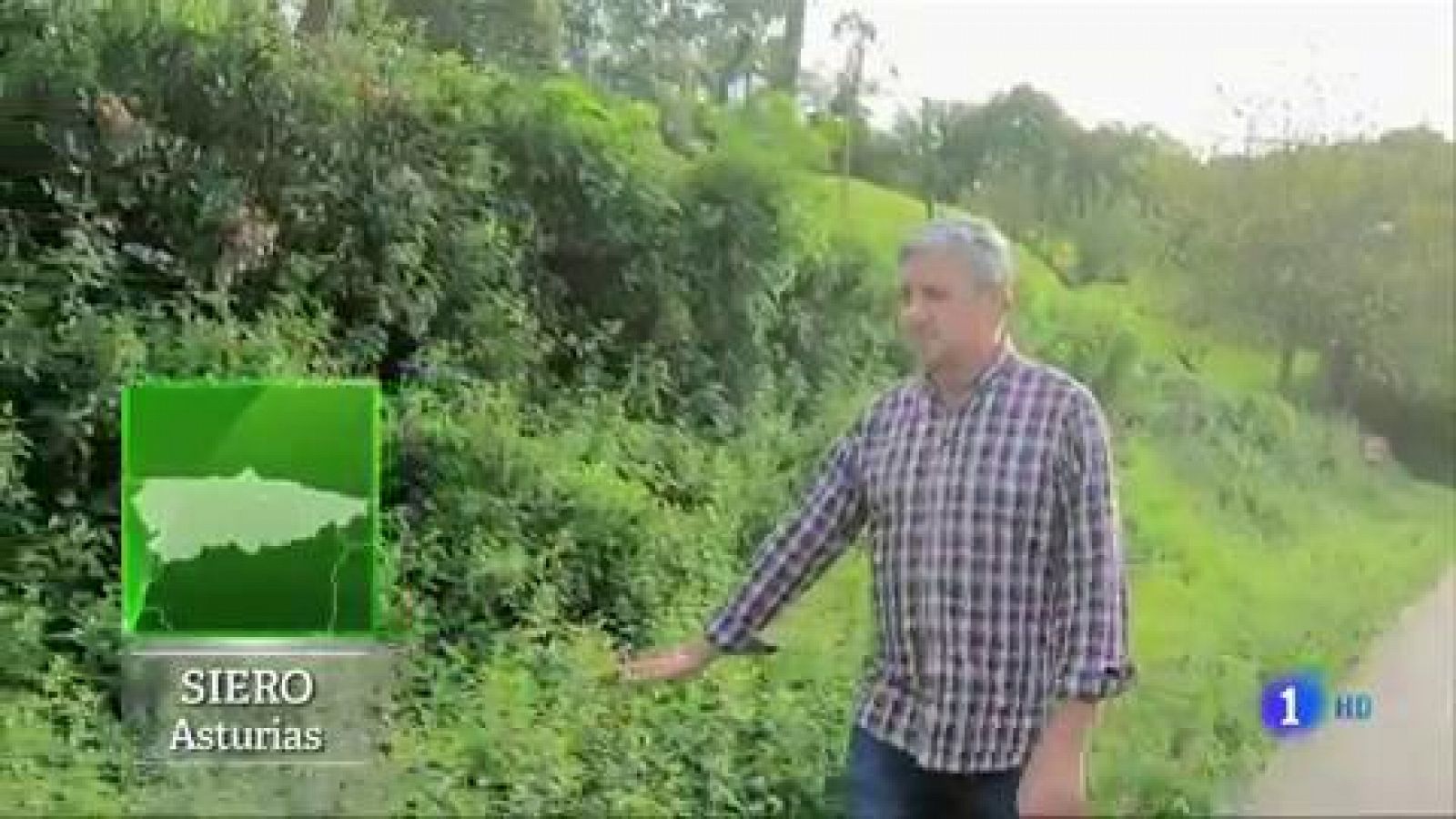 Conocemos el oficio del porquero - Aquí la Tierra | Ver