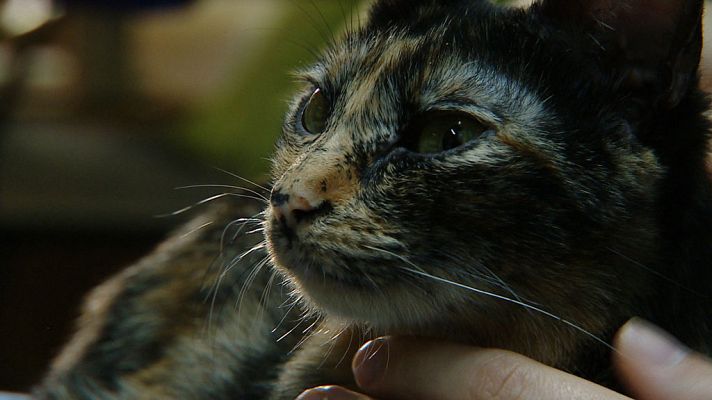 Crónicas - Medicina animal