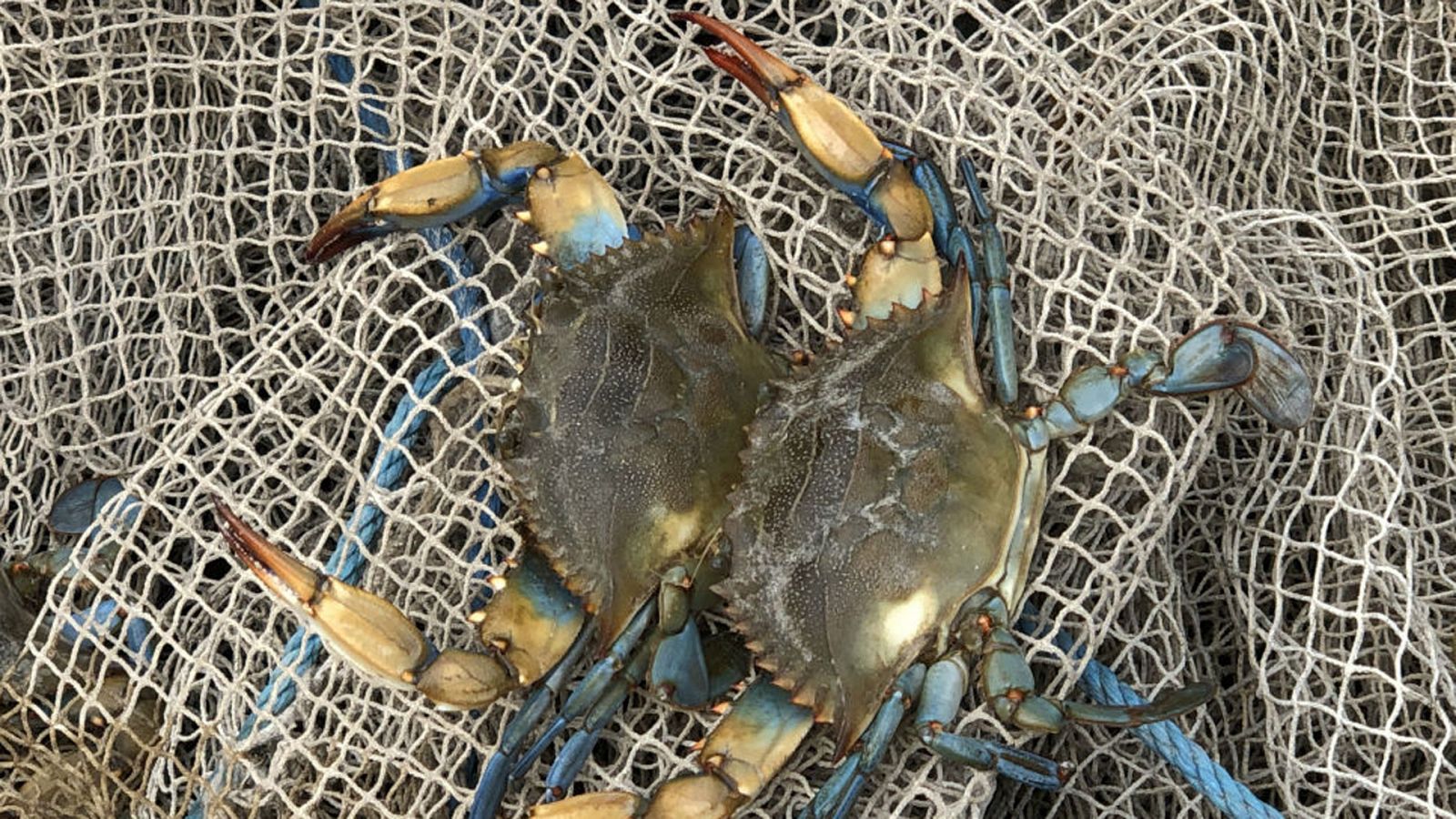 ¡Qué animal! - Invasores - ver ahora