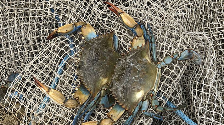 ¡Qué animal! - Invasores